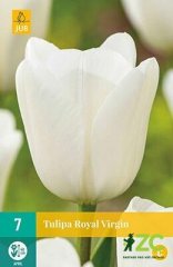850645/8308 Tulipány Royal Virgin 7ks