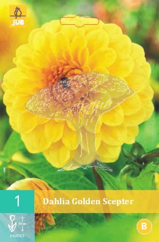 852075/7404 Dahlie Golden Scepter 1ks