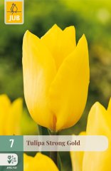 850487/8207 Tulipány Strong Gold 7ks