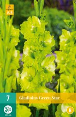 851319/7507 Gladioly Green Star 7ks