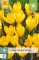 850232/7206 Krokusy Golden Yellows 10ks