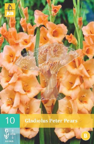 852123/7602 Gladioly Peter Pears 10ks