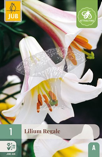 852169/8306 Lilie Regale 1ks
