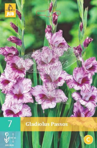 852122/7601 Gladioly Passos 7ks