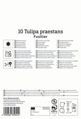 2000051/8405 Tulipány botanické oranžové 10ks