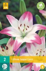 851218/8307 Lilie Sugar Love 2ks
