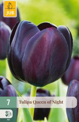 850337/8302 Tulipány Queen of Night 7ks
