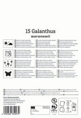 2775016/8305 Sněženky woronowii bílé 15ks