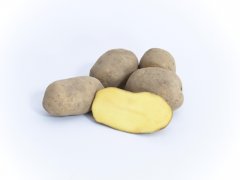 Sadba brambor Dominika (pytel 25kg)