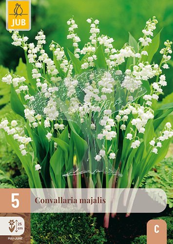 852297/8504 Konvalinka vonná 5ks