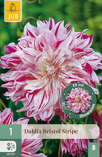 852002/7303 Dahlie Bristol Stripe 1ks