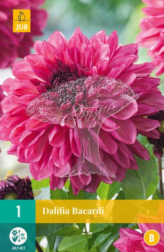 851238/7301 Dahlie Bacardi 1ks