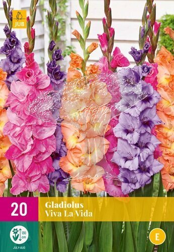 851292/8104 Gladioly zářivá směs 20ks
