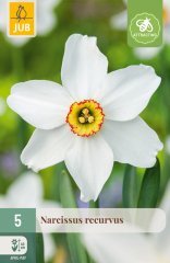 852706/7507 Narcisy Recurvus 5ks