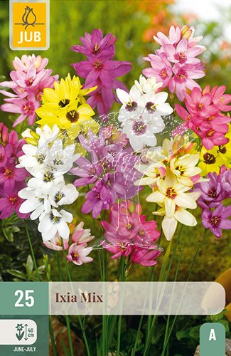 852246/8503 Ixien (Duhovnice) směs 25ks