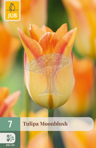 850607/8303 Tulipány Moonblus 7ks