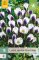 850376/7301 Krokusy Prins Claus 15ks
