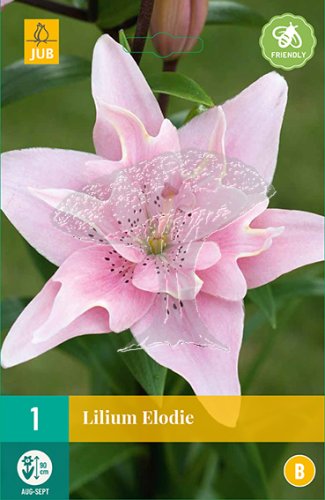 852162/8206 Lilie Elodie 1ks