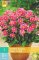 852090/7407 Dahlie Topmix Pink 1ks
