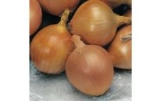 Konzumní cibule žlutá (pytel 5kg)