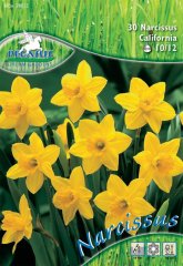 590123/99 Narcisy žluté 30ks