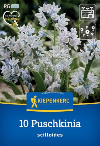 2775024/8201 Puškinie ladoňkovitá 10ks