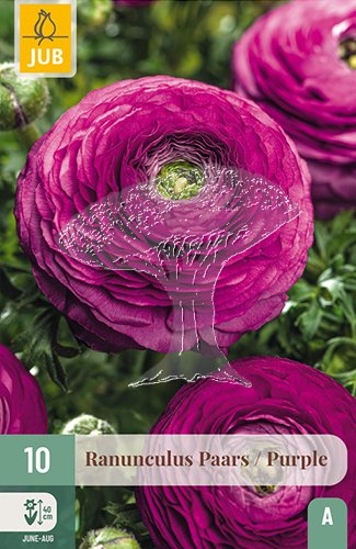 851381/8604 Pryskyřník fialový 10ks