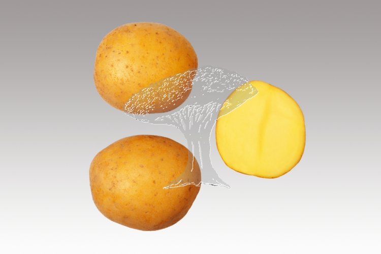 Sadba brambor KATY (pytel 25kg)