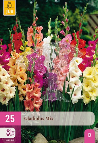 851293/8105 Gladioly holandské směs 25ks
