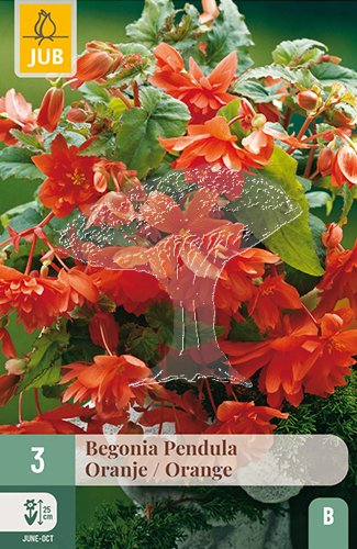 852180/7107 Begónie převislá oranžová 3ks