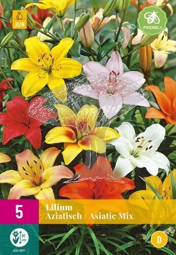 851297/8402 Lilie asijské směs 5ks