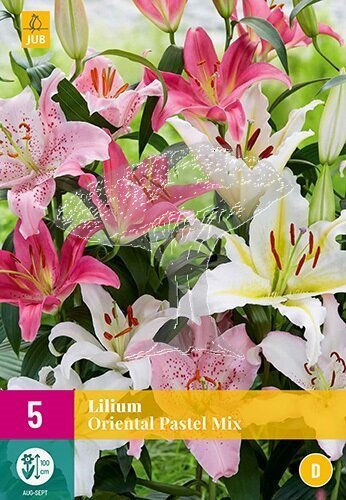 851298/8403 Lilie orientální směs 5ks