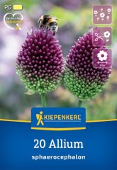 2700013/7102 Okrasný česnek kulatohlavý 20ks