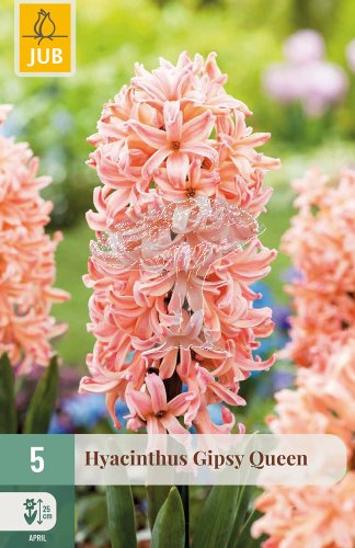 850318/7201 Hyacinty Gipsy Queen 5ks