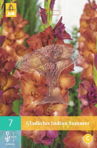 852115/7508 Gladioly Indian Summer 7ks