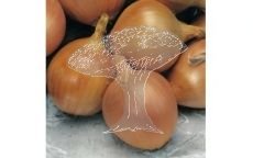 Konzumní cibule žlutá (pytel 25kg)