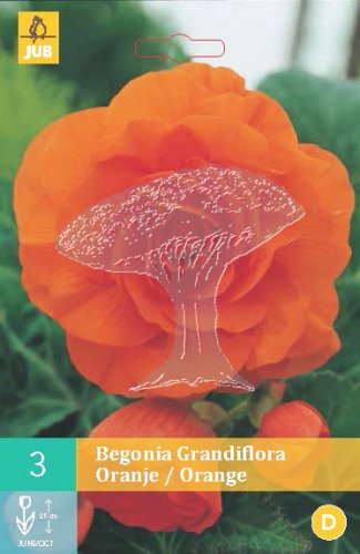 852172/7103 Begónie oranžová 3ks