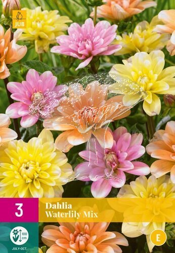 851290/7501 Dahlie leknínová směs 3ks
