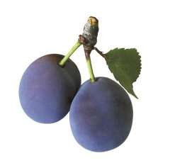 Švestky na kvas