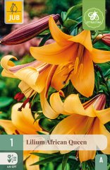 851270/8204 Lilie African Queen 1ks