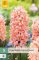 850318/7201 Hyacinty Gipsy Queen 5ks