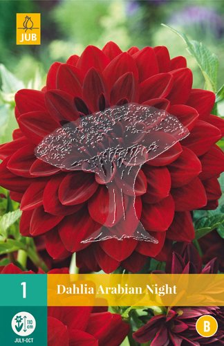 852000/7208 Dahlie Arabian Night 1ks