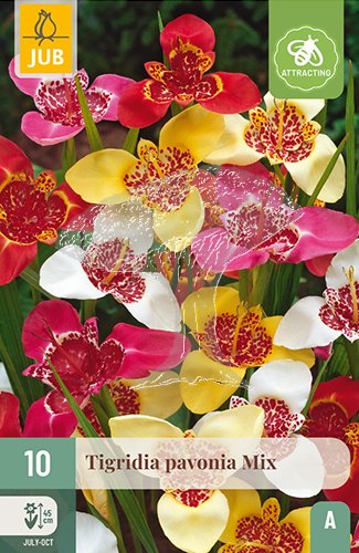 852268/8607 Tigridia Pavonia směs 10ks