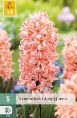 850318/7201 Hyacinty Gipsy Queen 5ks