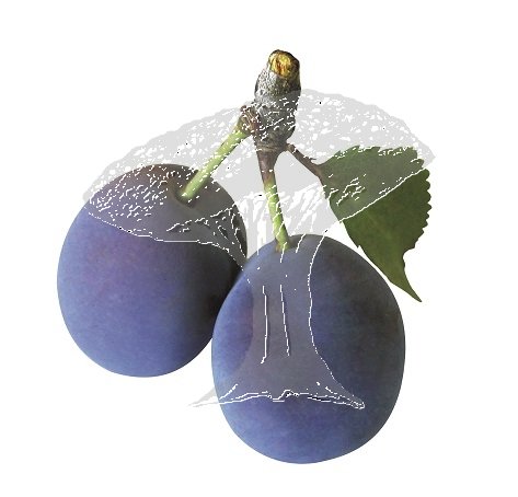 Švestky (karton 5kg)