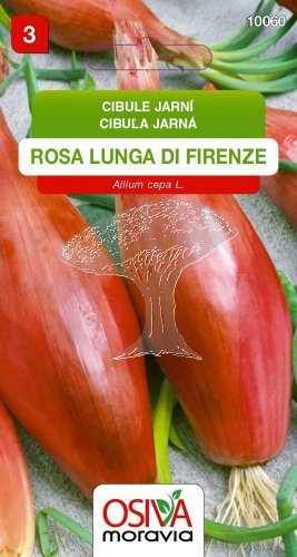 10060 Cibule Rosa di Firenze 1,5g / 1203