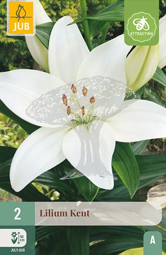 851093/8208 Lilie Kent 2ks