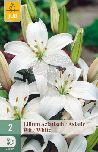 852735/7401 Lilie asijská bílá 2ks