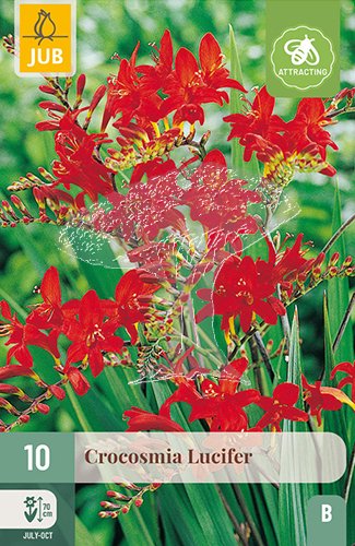 852225/8507 Montbrécie (Crocosmia) Lucifer 10ks