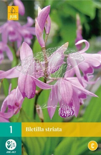 852208/8603 Orchidej vzpřímená 1ks